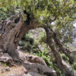 Una quercia