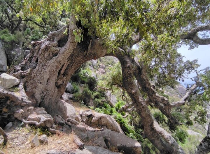 Una quercia
