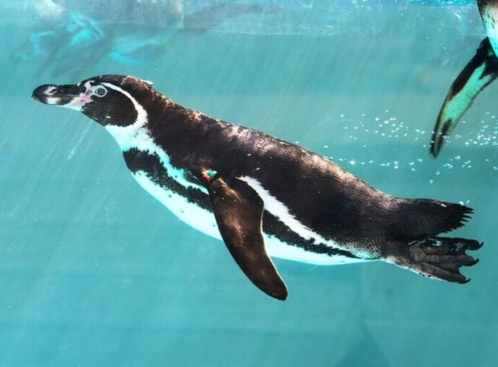 Dei pinguini