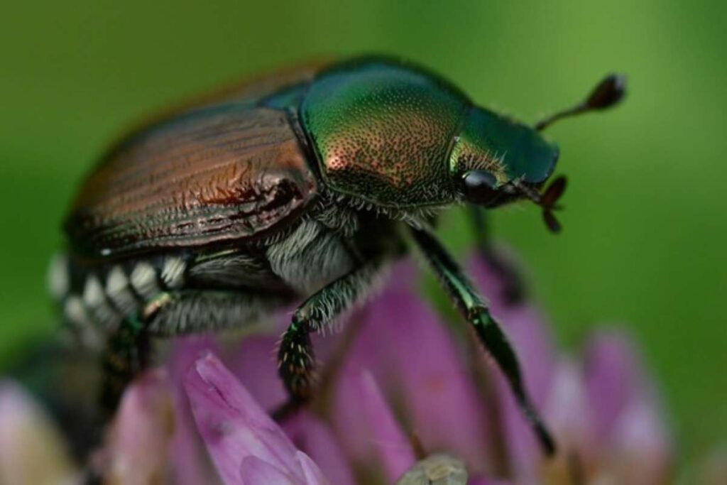 scarabeo giapponese