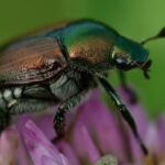 scarabeo giapponese