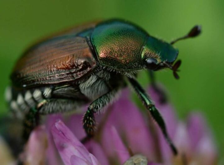 scarabeo giapponese