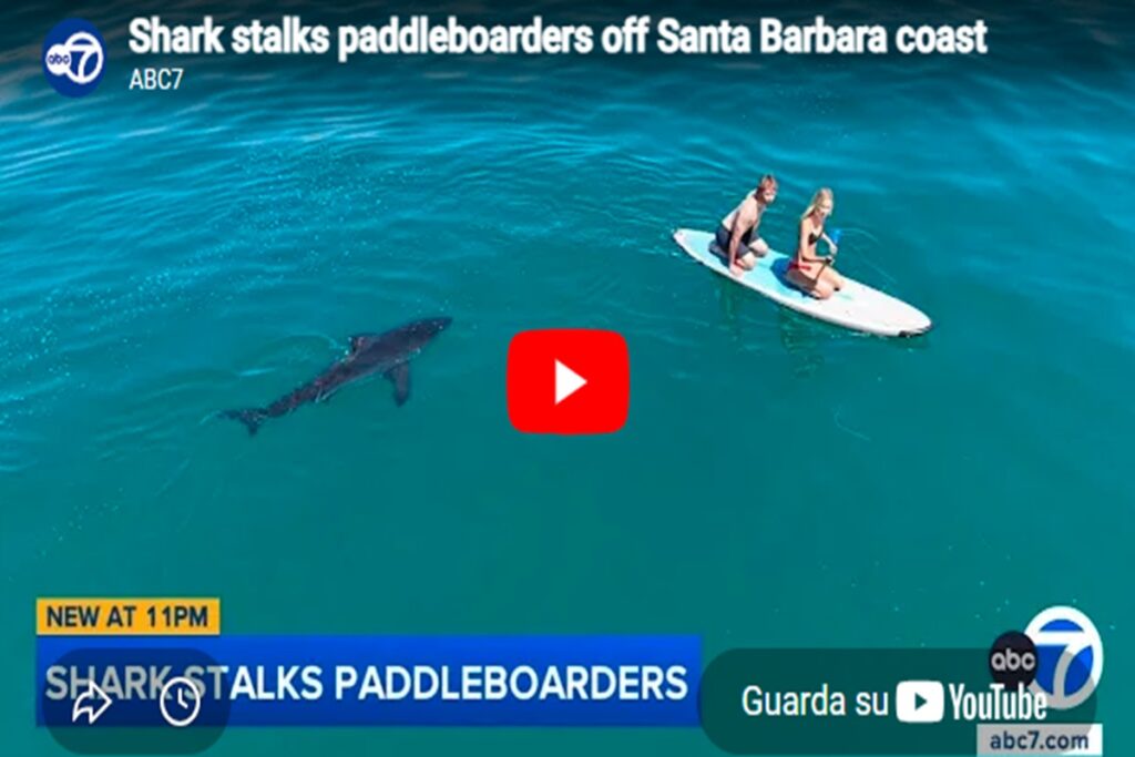 Il video dello squalo bianco che segue due ragazzi su una tavola da surf al largo della California