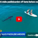 Il video dello squalo bianco che segue due ragazzi su una tavola da surf al largo della California