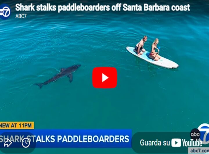 Il video dello squalo bianco che segue due ragazzi su una tavola da surf al largo della California