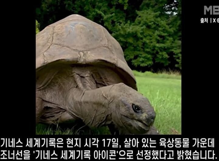 Il video della tartaruga più anziana del mondo: 194 anni di storia straordinaria