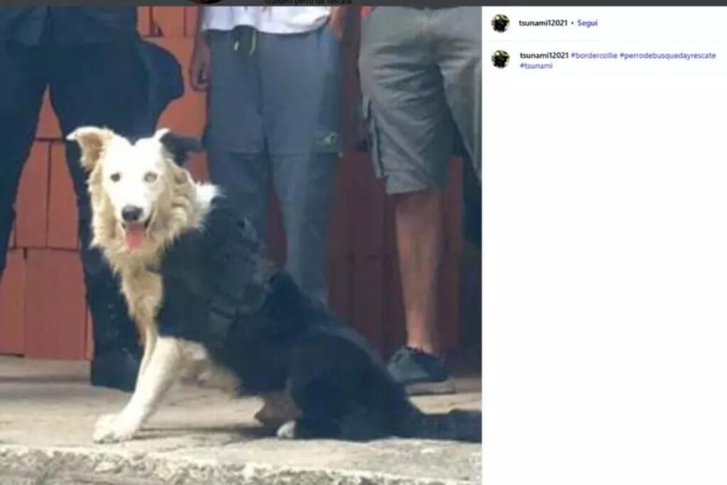 Il video di Tsunami all'opera, il cane border collie in Venezuela ha salvato decine di persone sotto le macerie