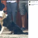 Il video di Tsunami all'opera, il cane border collie in Venezuela ha salvato decine di persone sotto le macerie