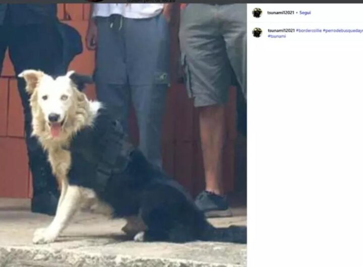 Il video di Tsunami all'opera, il cane border collie in Venezuela ha salvato decine di persone sotto le macerie