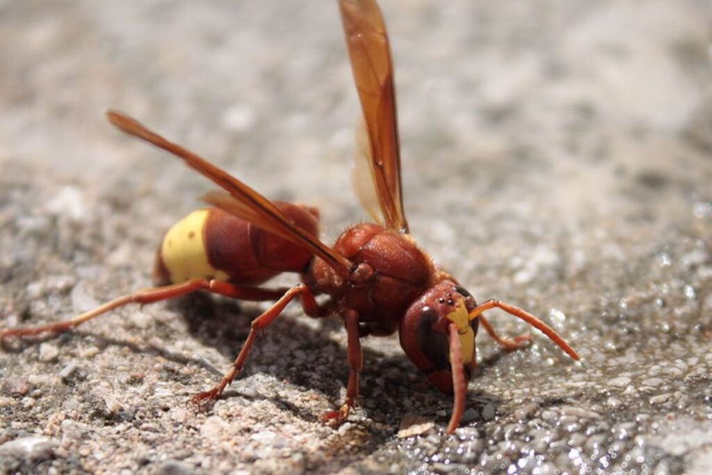 vespa orientalis