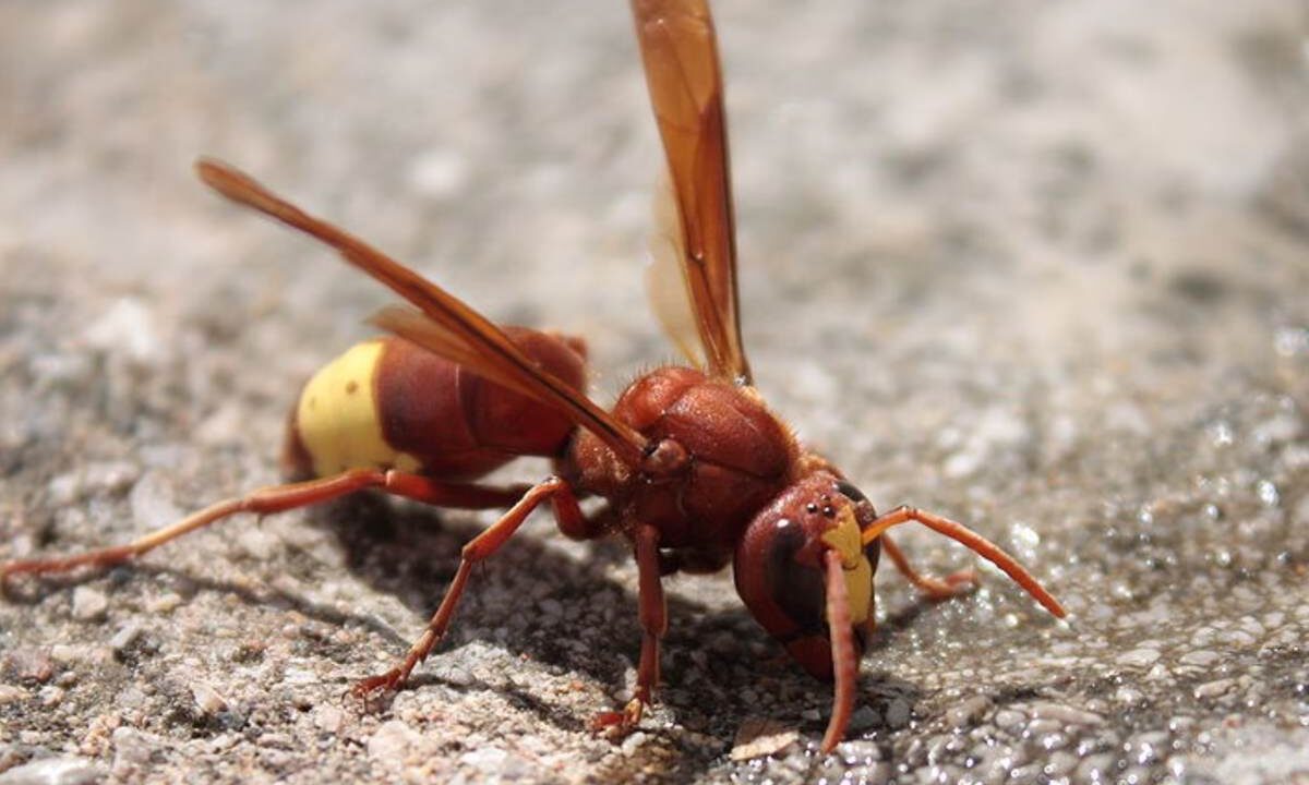 vespa orientalis