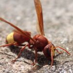vespa orientalis