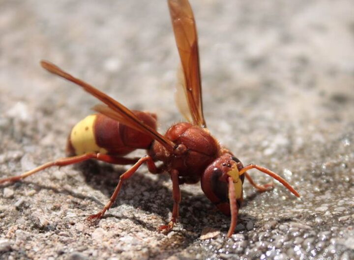 vespa orientalis