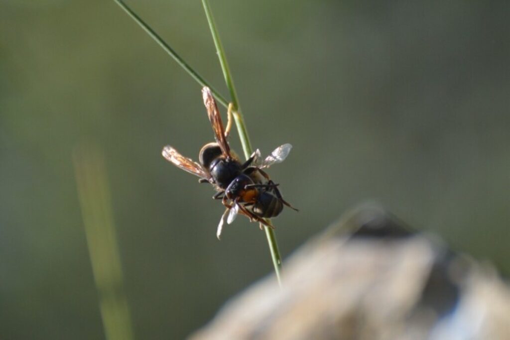 vespe orientalis