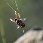 vespe orientalis