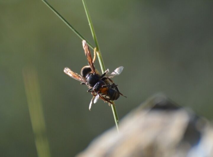 vespe orientalis