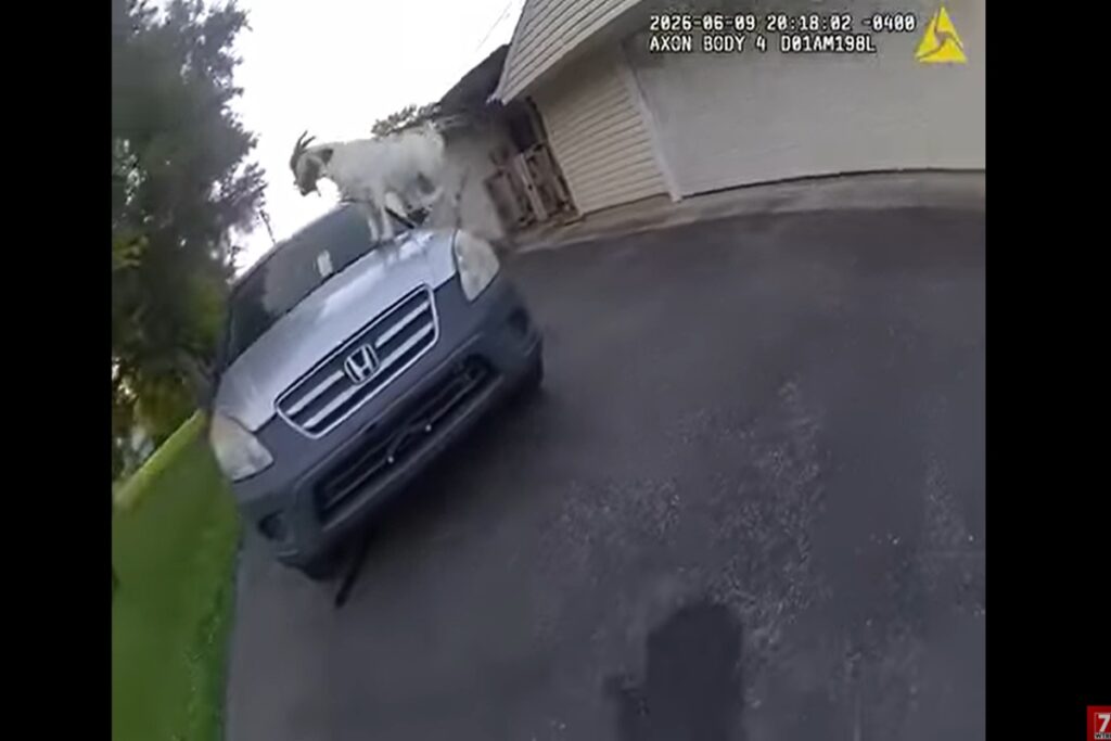 La capra che salta sul tetto di un SUV e scappa via