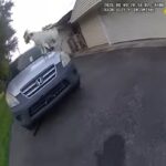 La capra che salta sul tetto di un SUV e scappa via