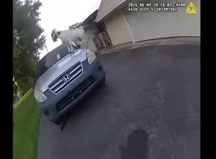 La capra che salta sul tetto di un SUV e scappa via