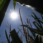 Caldo