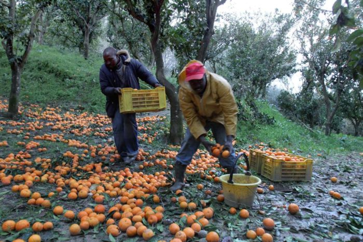 caporalato raccolta arance