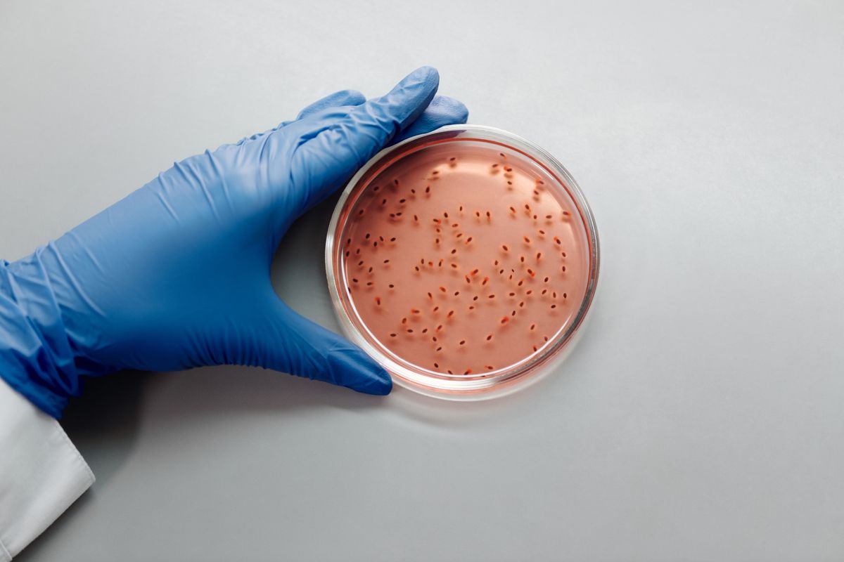 Un batterio dell’intestino può aiutare a combattere il melanoma? La scoperta che apre nuove strade all’immunoterapia