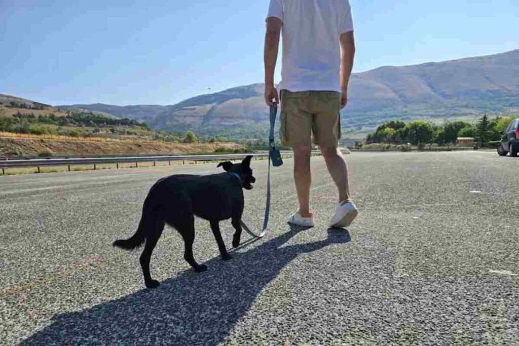 Un cane al guinzaglio su una strada