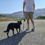 Un cane al guinzaglio su una strada