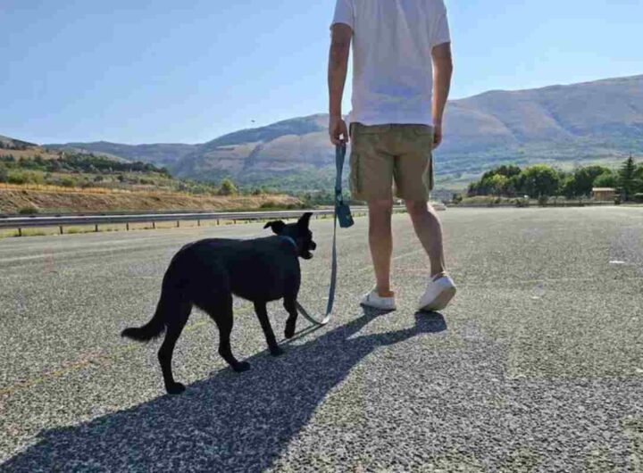 Un cane al guinzaglio su una strada