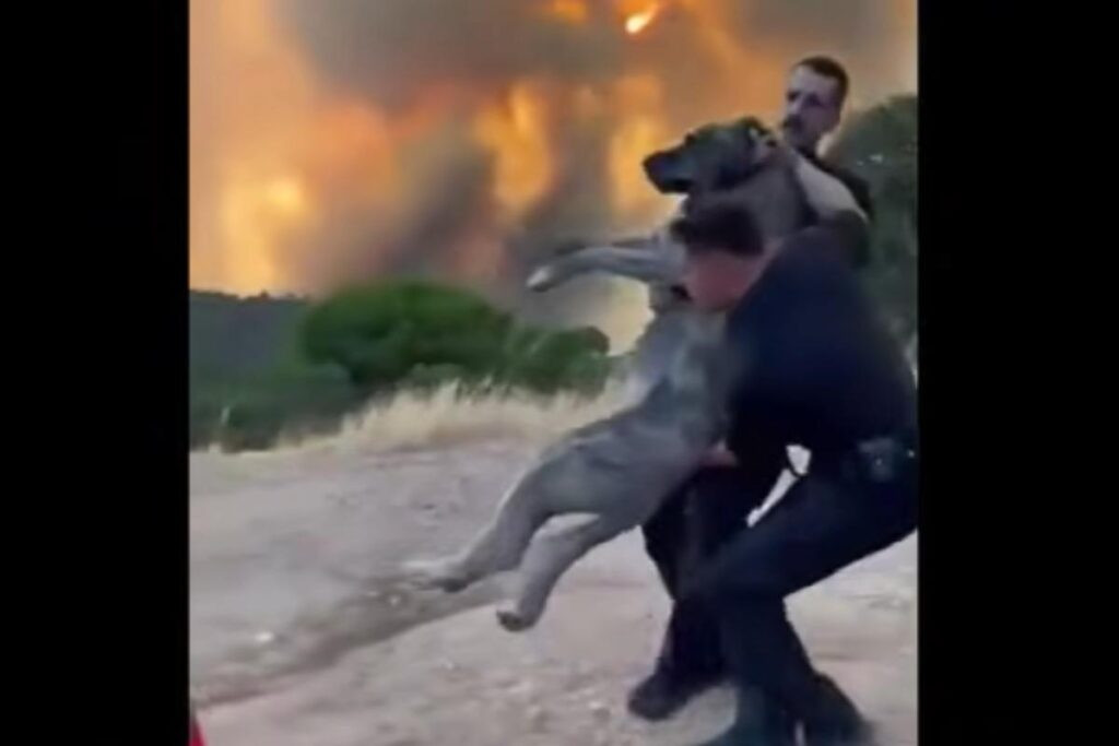 cane salvato incendio