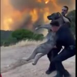 cane salvato incendio