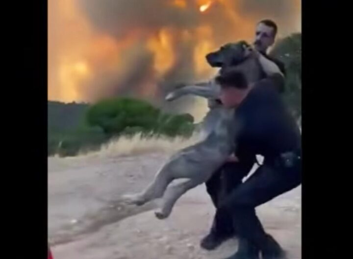 cane salvato incendio