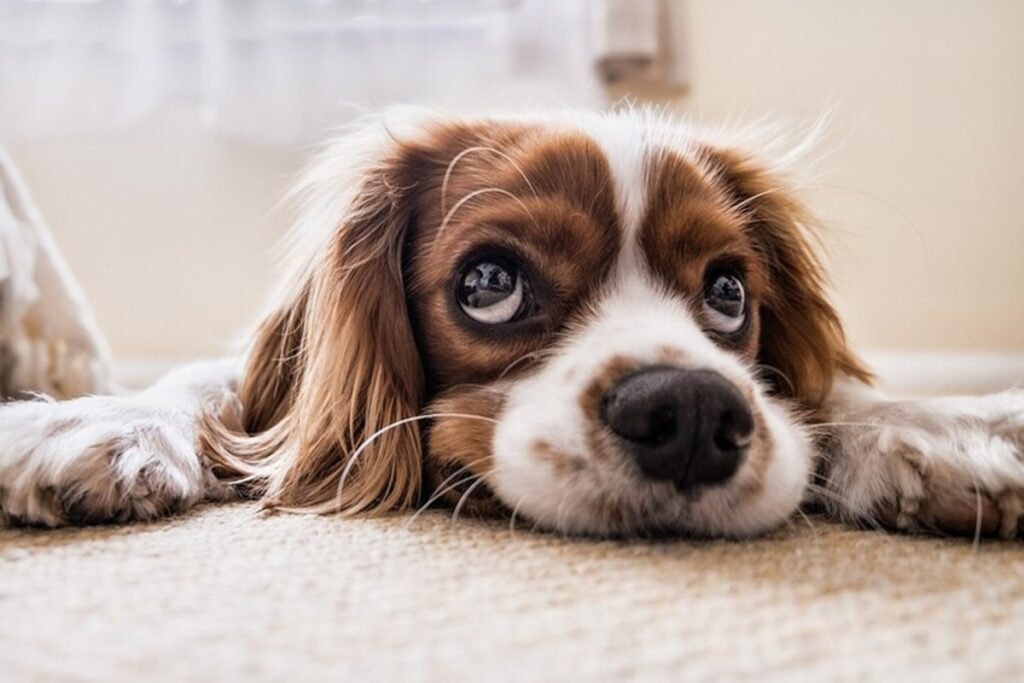 Un cane