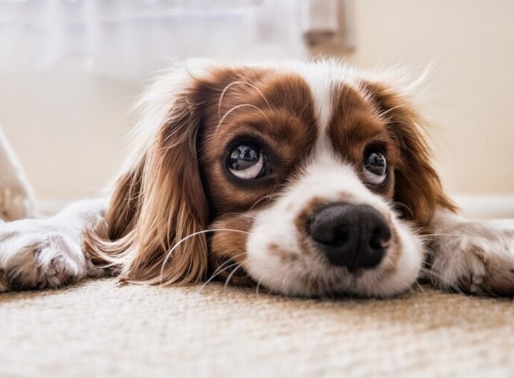 Un cane