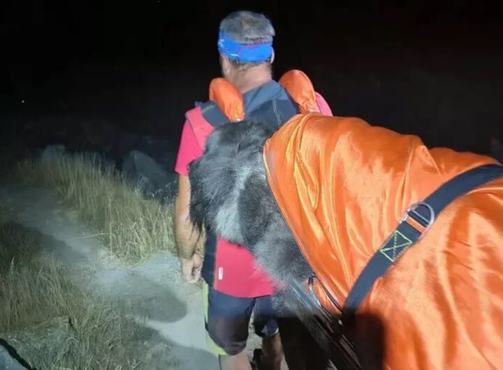 Il cane stanco salvato dal soccorso alpino
