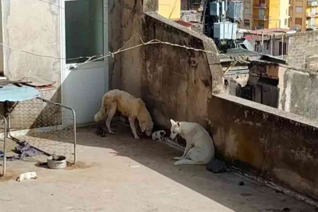 cani sciacca