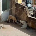 cani sciacca