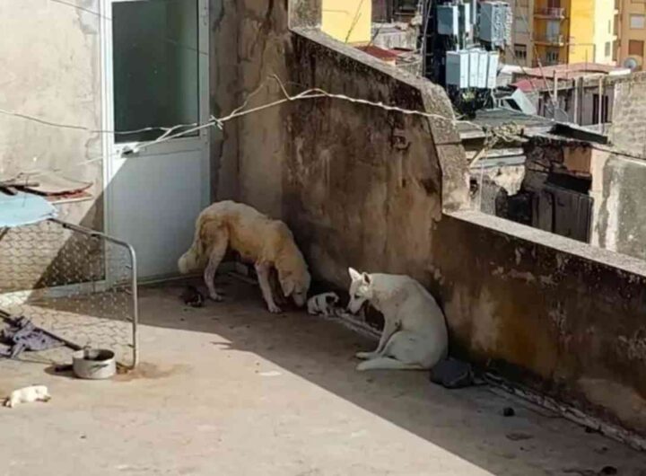 cani sciacca