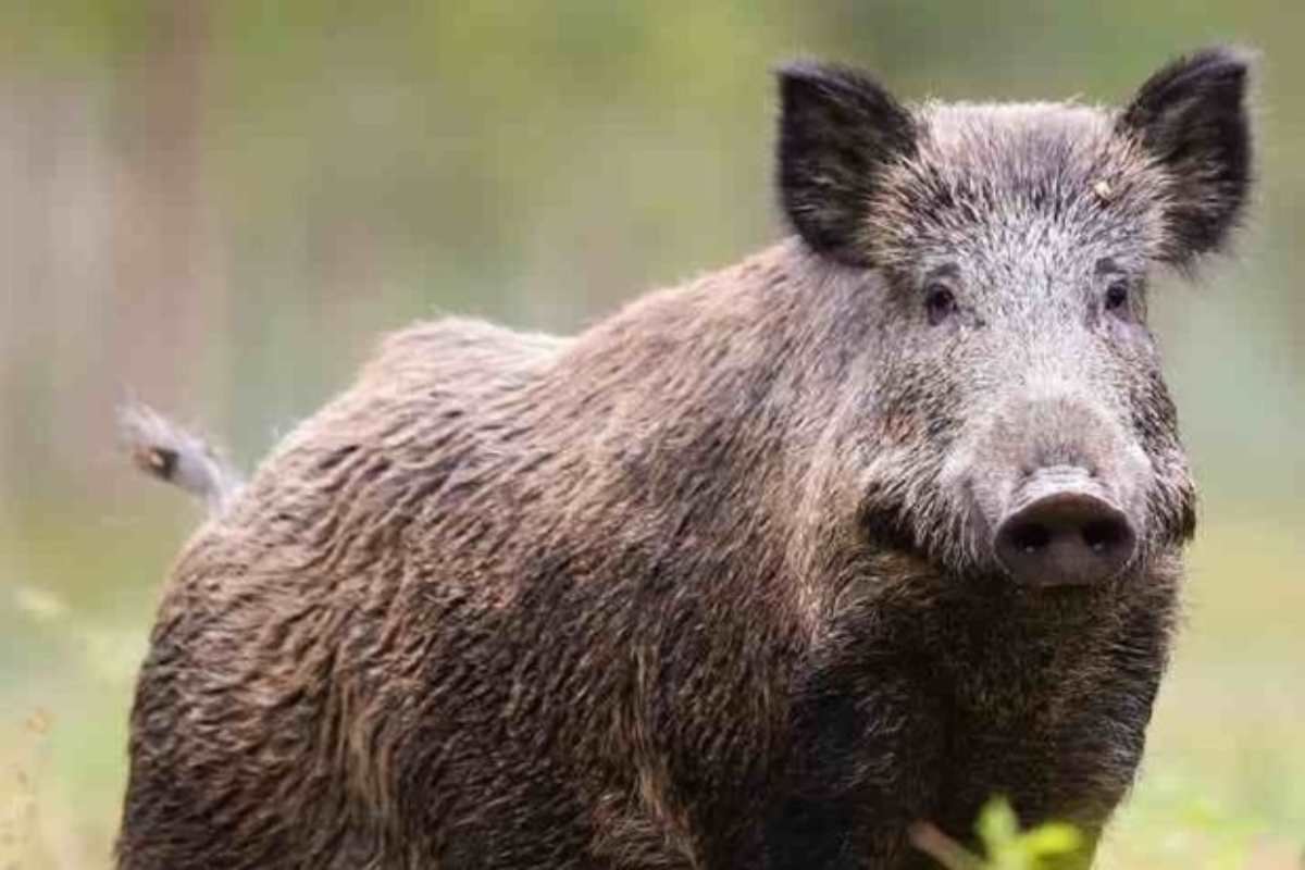Il Trentino autorizzerà la caccia dei cinghiali usando l’arco, ambientalisti sul piede di guerra