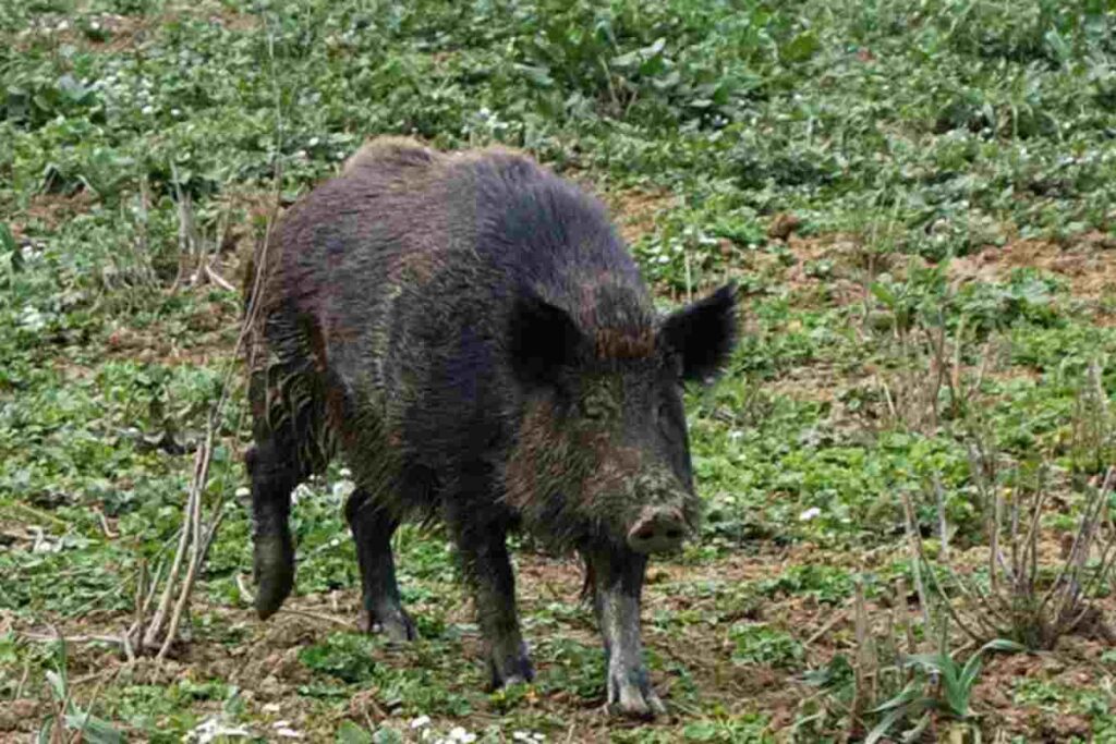 Un cinghiale