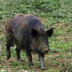 Un cinghiale