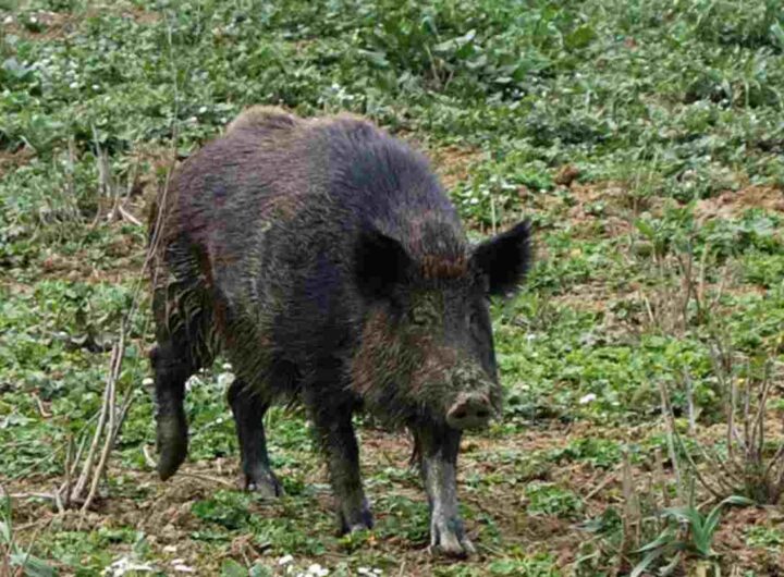 Un cinghiale