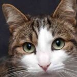 gatto