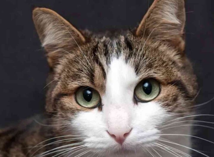 gatto