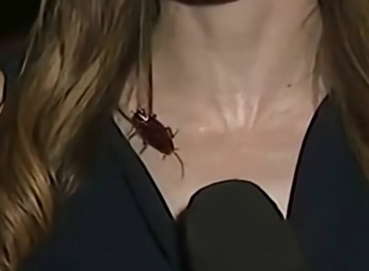 Scarafaggio sul collo della giornalista