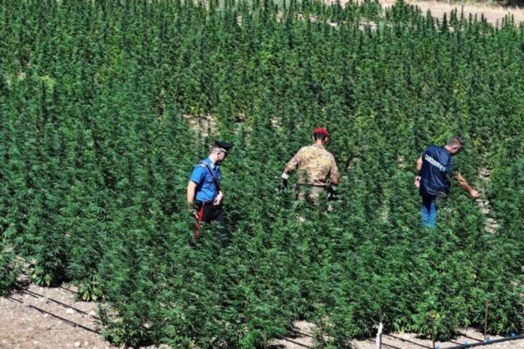 marijuana sardegna