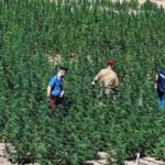 marijuana sardegna