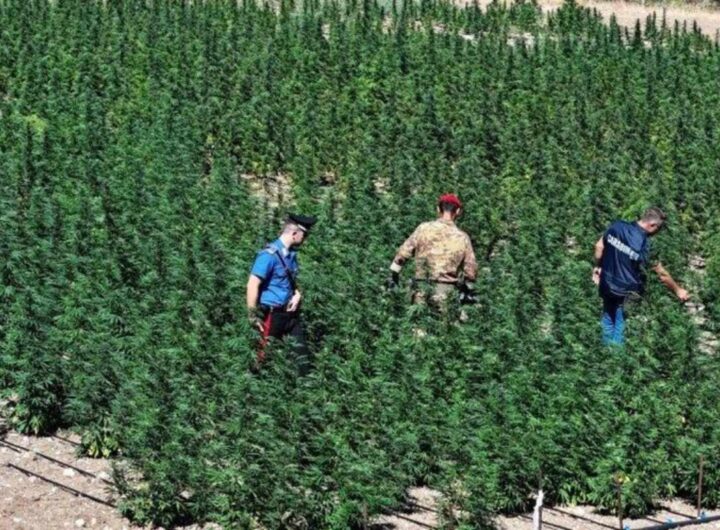 marijuana sardegna