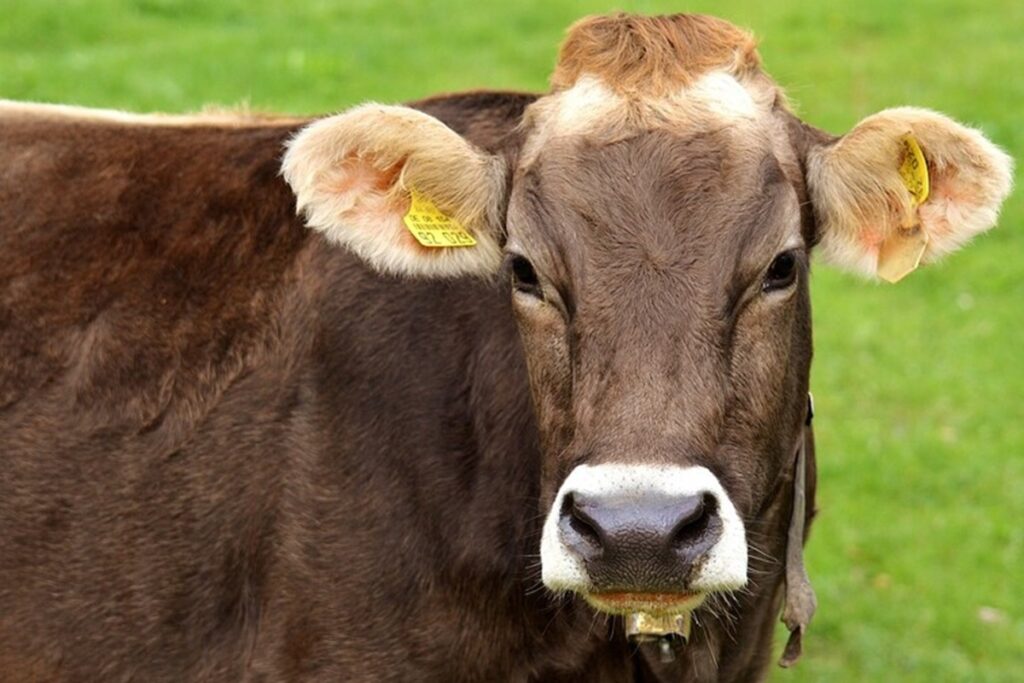 Una mucca