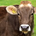 Una mucca